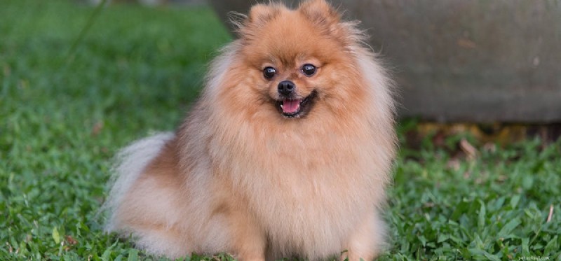 Do Dogs Experience Muscle Pulls? A Comprehensive Guide to Canine Muscle Strain