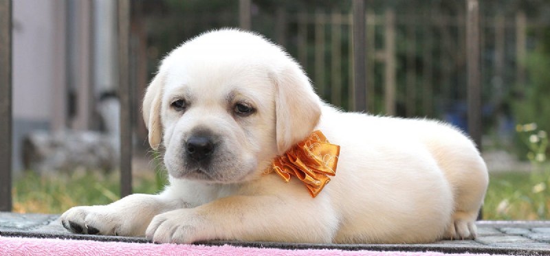Do Dogs Experience Muscle Pulls? A Comprehensive Guide to Canine Muscle Strain