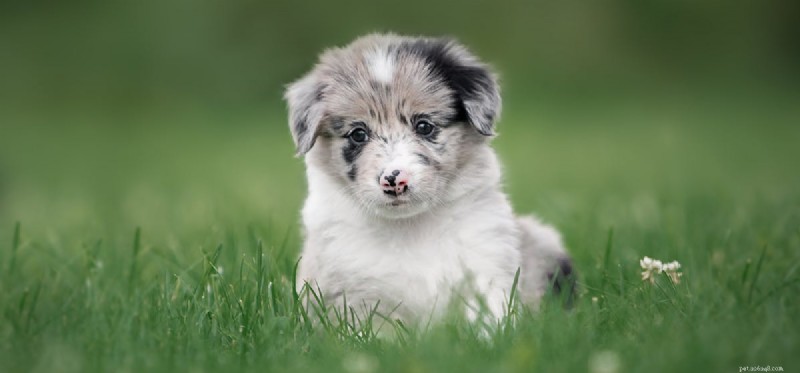 Do Dogs Experience Muscle Pulls? A Comprehensive Guide to Canine Muscle Strain