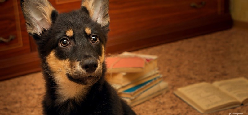Do Dogs Really Learn to Read? Understanding Word Recognition vs Comprehension