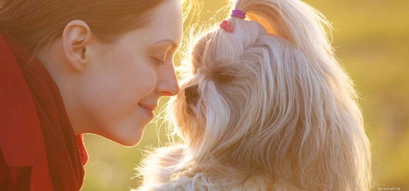 Can Dogs Truly Recognize Human Faces? The Science Behind Their Eye for Your Face