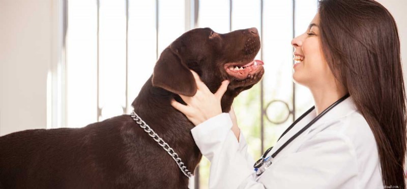 Can Dogs Truly Recognize Human Faces? The Science Behind Their Eye for Your Face