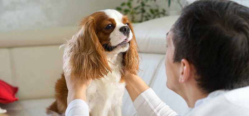 How Dogs Recognize Their Human Family Members