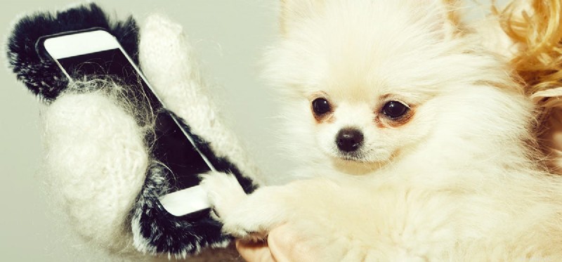 Do Dogs Recognize Your Voice Over the Phone? What You Need to Know