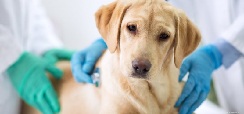 Can Dogs Recover from Lyme Disease? Expert Guide to Diagnosis, Treatment, and Recovery