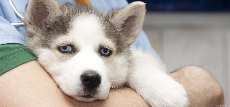 Can Dogs Recover from Lyme Disease? Expert Guide to Diagnosis, Treatment, and Recovery