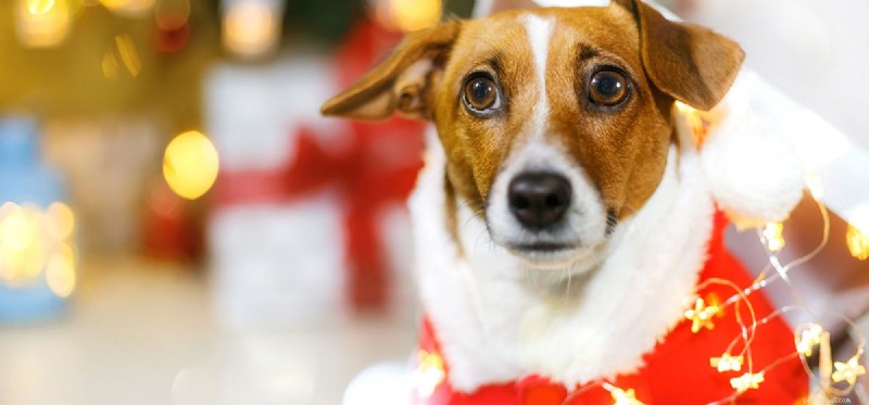 Do Dogs Remember Events? Unveiling Their Remarkable Memory