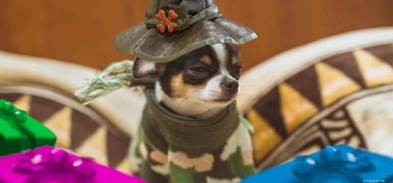 Do Dogs Remember Events? Unveiling Their Remarkable Memory