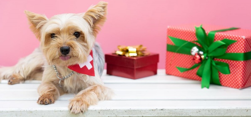 Do Dogs Remember Events? Unveiling Their Remarkable Memory