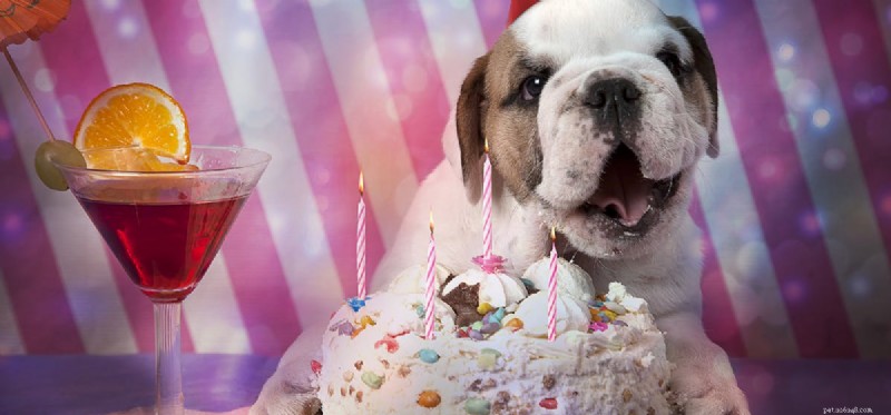 Do Dogs Remember Events? Unveiling Their Remarkable Memory