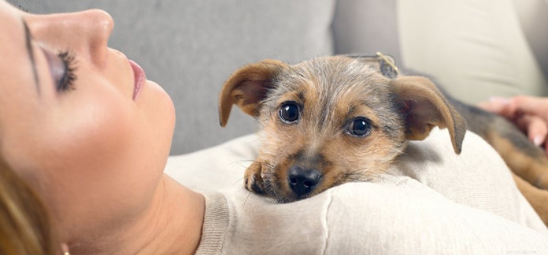 Do Dogs Truly Remember Past Owners? Insights into Long‑Term Recognition