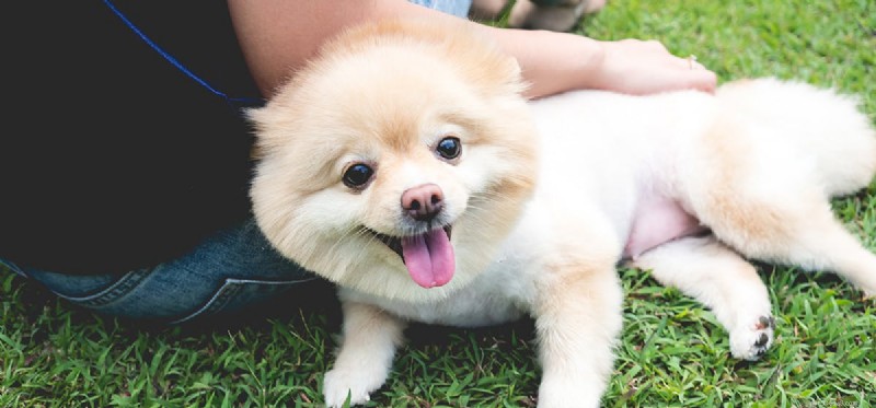 Do Dogs Truly Remember Past Owners? Insights into Long‑Term Recognition