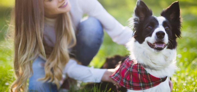 Do Dogs Truly Remember Past Owners? Insights into Long‑Term Recognition