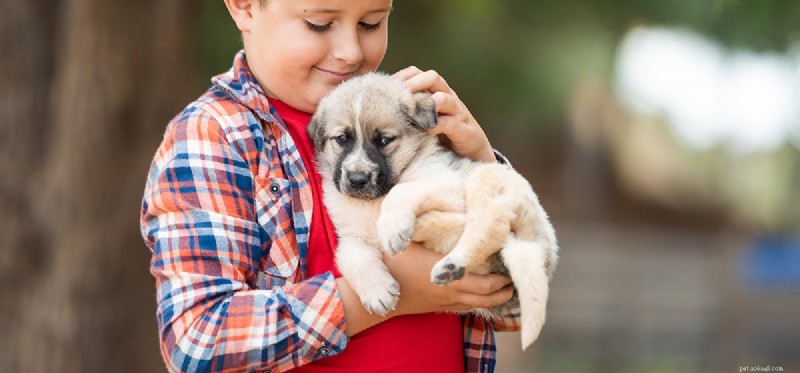 Do Dogs Truly Remember Past Owners? Insights into Long‑Term Recognition
