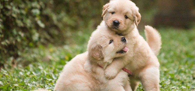 Do Dogs Remember Their Siblings? Insights Into Canine Memory