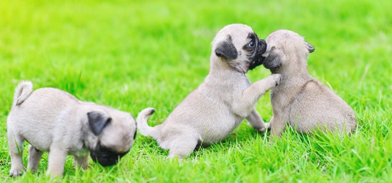Do Dogs Remember Their Siblings? Insights Into Canine Memory