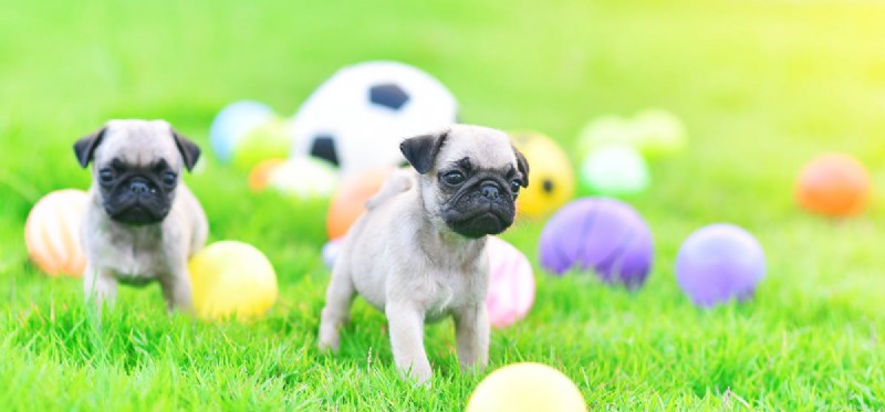 Do Dogs Remember Their Littermates? Exploring Canine Memory and Reunion Bonds