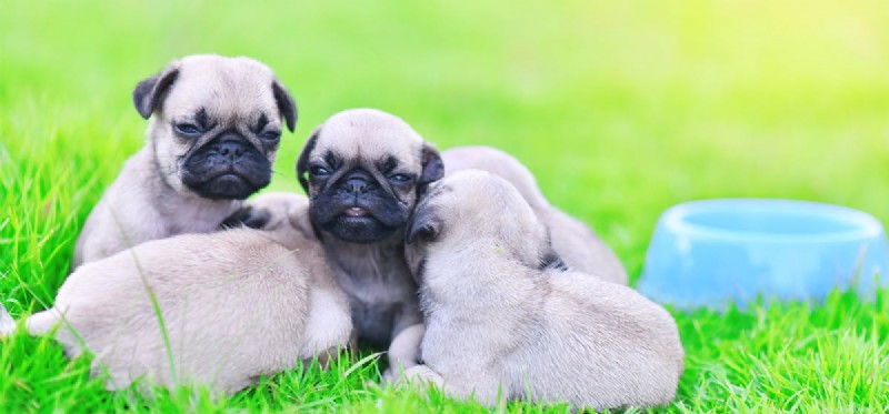 Do Dogs Remember Their Littermates? Exploring Canine Memory and Reunion Bonds