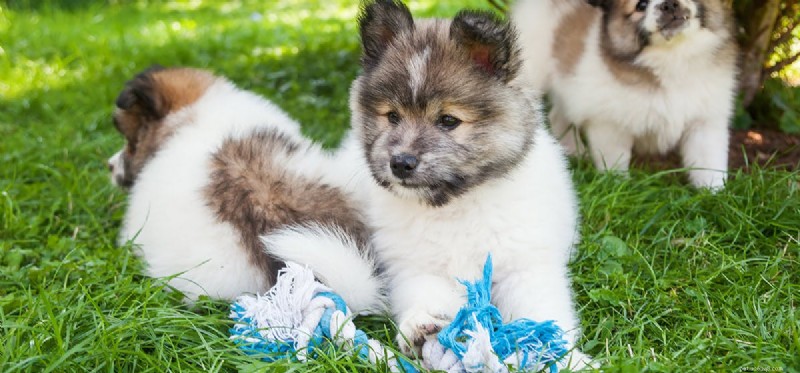 Do Dogs Remember Their Littermates? Exploring Canine Memory and Reunion Bonds