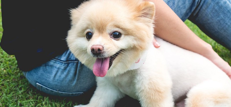 Do Dogs Truly Remember Their Names? Insights into Canine Recognition