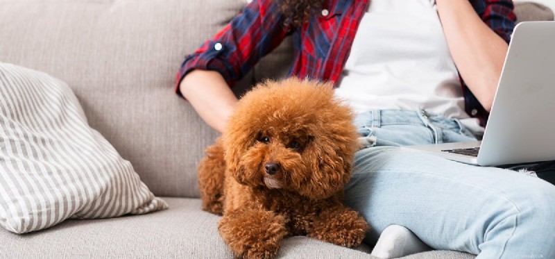 Do Dogs Truly Remember Their Names? Insights into Canine Recognition
