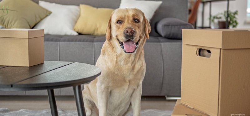 Do Dogs Truly Remember Their Names? Insights into Canine Recognition