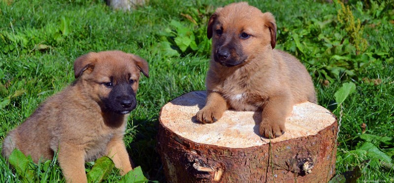 Do Dogs Recall Past Events? New Research Reveals Their Memory Capabilities