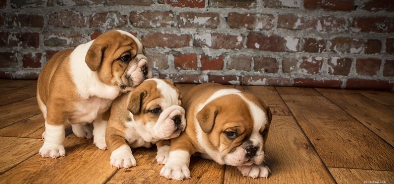 Do Dogs Recall Past Events? New Research Reveals Their Memory Capabilities