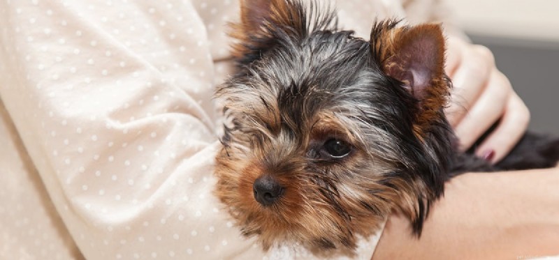Do Dogs Remember Human Voices? New Insights into Their Listening Skills