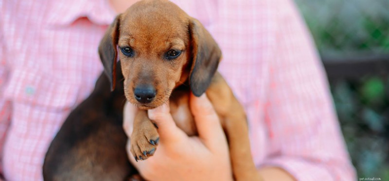 Do Dogs Remember Human Voices? New Insights into Their Listening Skills