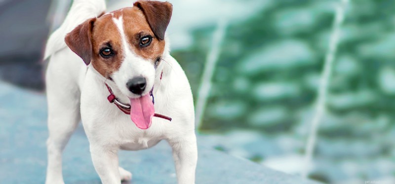 Do Dogs Truly Remember Their Owners After Months Apart?