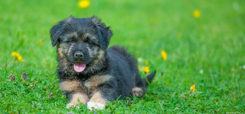 Do Dogs Truly Remember Their Owners After Months Apart?