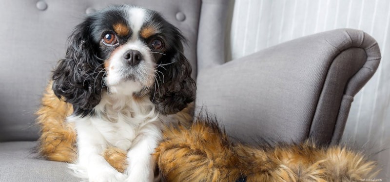 Do Dogs Truly Remember Their Owners After Months Apart?