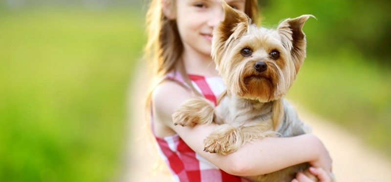 Do Dogs Truly Remember Their Owners After Months Apart?