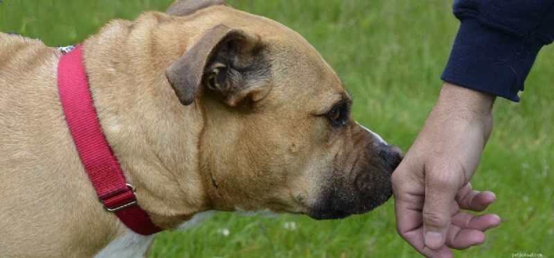 Can Dogs Remember Your Scent? The Science Behind Their Powerful Nose