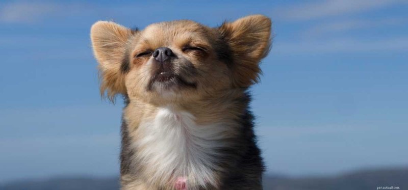 Can Dogs Remember Your Scent? The Science Behind Their Powerful Nose