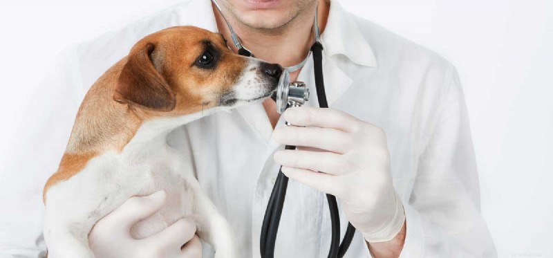 Can Dogs Remember Your Scent? The Science Behind Their Powerful Nose