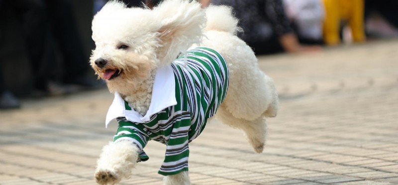 How Far Can Dogs Run? A Guide to Long‑Distance Running with Your Canine Companion