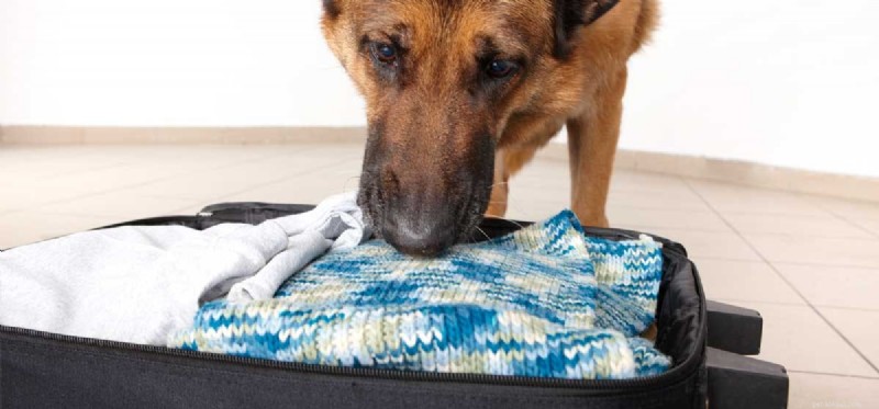 Can Dogs Remember Your Scent? The Science Behind Their Powerful Nose
