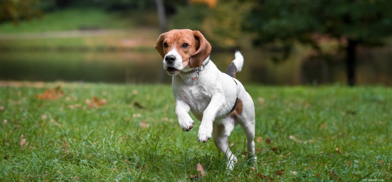 How Far Can Dogs Run? A Guide to Long‑Distance Running with Your Canine Companion