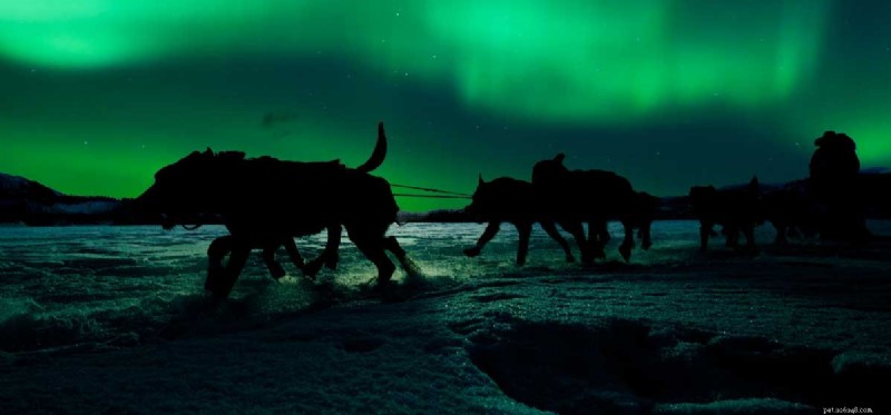 How Well Can Dogs See at Night? Exploring Their Superior Night Vision
