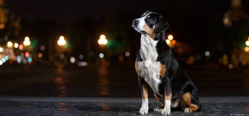 How Well Can Dogs See at Night? Exploring Their Superior Night Vision