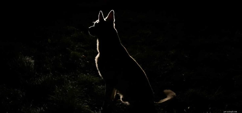 How Well Can Dogs See at Night? Exploring Their Superior Night Vision