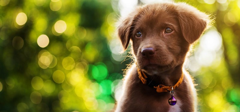Do Dogs Perceive Blacklight? Understanding UV Vision in Canines