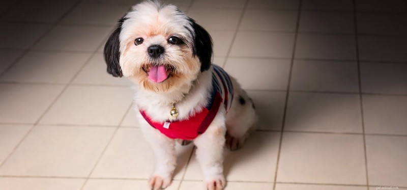 Do Dogs Perceive Blacklight? Understanding UV Vision in Canines