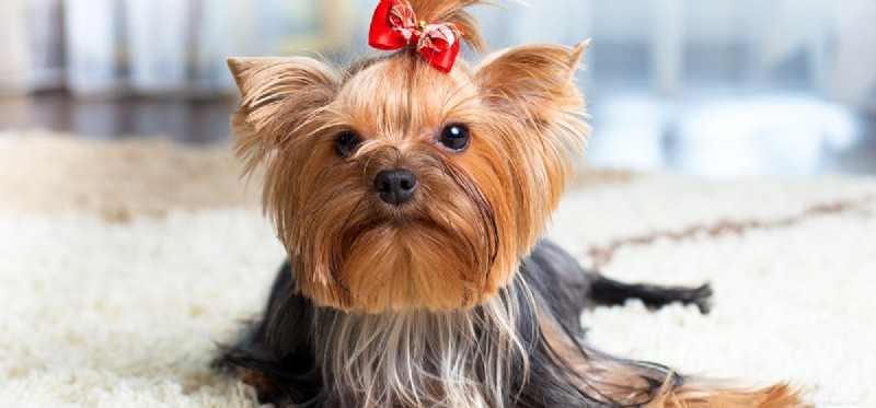 How Well Can Dogs See at Night? Exploring Their Superior Night Vision