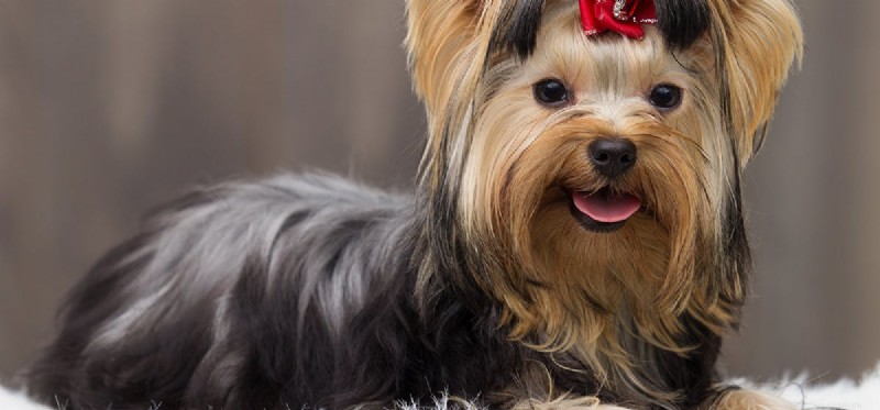 Do Dogs Perceive Blacklight? Understanding UV Vision in Canines