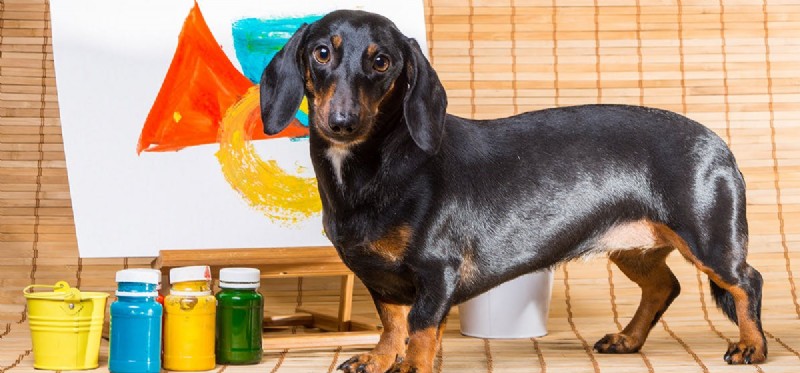 Do Dogs Really See Color? Debunking the Myth