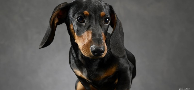 Can Dogs See Dark Gray? A New Look at Canine Color Vision