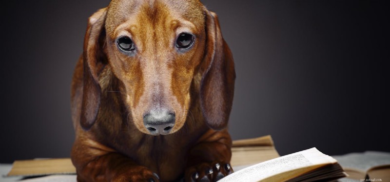 Can Dogs See Dark Gray? A New Look at Canine Color Vision